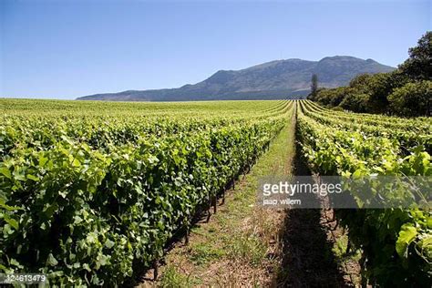 Cape Town Vineyard Photos And Premium High Res Pictures Getty Images