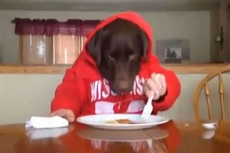 Dog Eats With Human Hands Funny Video