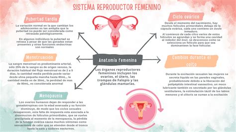 Mapa Conceptual Del Aparato Reproductor Femenino Esquemas Y Mapas