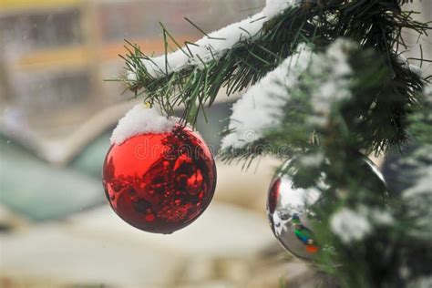 Ball In The Snow On The Christmas Tree Stock Photo Image Of Ornament