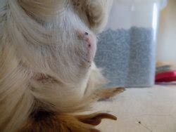 This is why the dreaded 'cone of shame' is so. 2 Weeks Post Spay Surgery | The Guinea Pig Forum