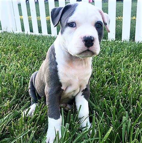 Have you been searching for info on pitbull puppies with no luck? Blue Nose Pitbull Puppies For Sale Near Me Craigslist Ct ...