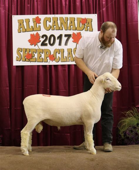 2017 Classic Results Brien Sheep
