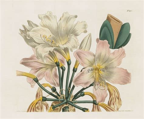 William Curtis Antique Botanic Double Prints 1787