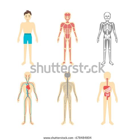 Cartoon Color Human Anatomical System Set Stock Vector Royalty Free