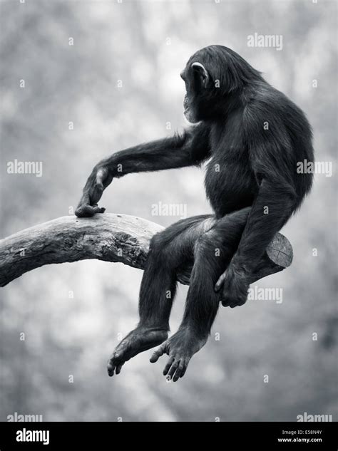 Swinging From A Tree Hi Res Stock Photography And Images Alamy