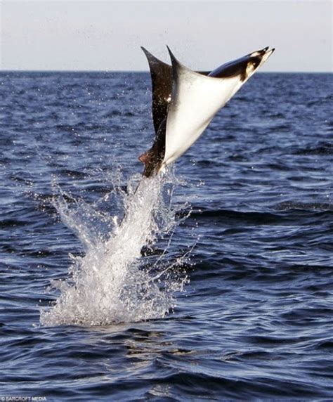 Curiosidades Del Mundo Curiosidades De Las Mantarrayas ¿sabias Que