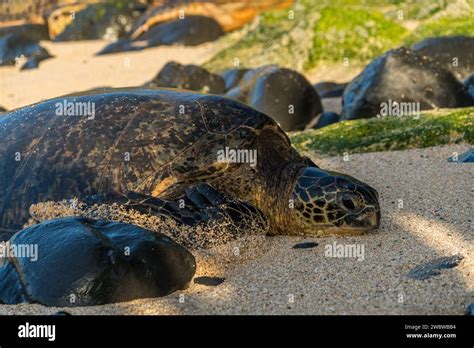 Resting Green Sea Turtle Chelonia Mydas On The Sun Kissed Sands Of Ho