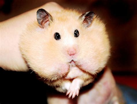 Random Funnycute Hamster Flickr