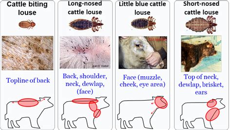 Parasites External Beef Cattle Research Council