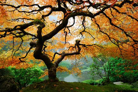 Japanese Maple In Autumn Japanese Garden Portland Oregon 町田造園 公式