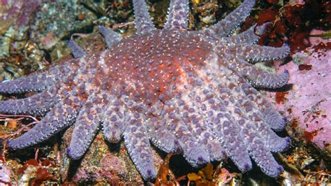 Biologist Helps Place Starfish On Critically Endangered List Cornell