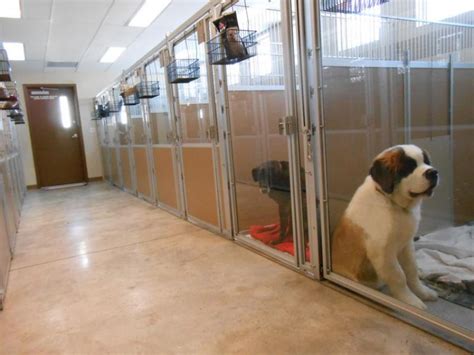 5 Factors To Consider Before Starting A Dog Boarding Facility Tuffy