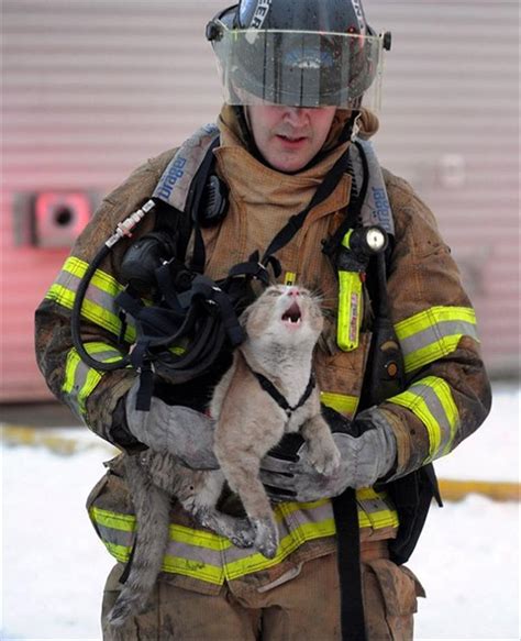 Animals Being Rescued By Firefighters Will Get You Right In The