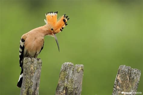 Ptaki Wiosenne Poland Wildlife Kutno