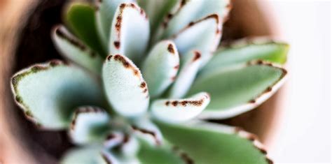 The technical definition is plants that have some parts that are more they are perfect to combine with other plants as the center of a potted arrangement with trailing succulents around the edge of the pot. The 9 Best Types Of Succulents For Your Collection