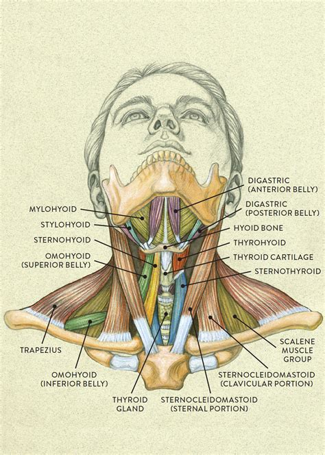 Facial Muscular System Anatomy Front Anterior View An