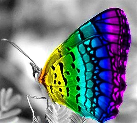 Rainbow Butterfly Color Splash Beautiful Butterflies Rainbow