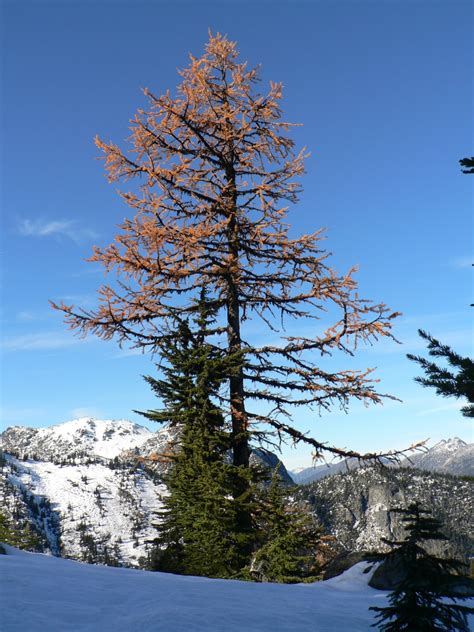 15 Most Common Trees In Washington State Progardentips