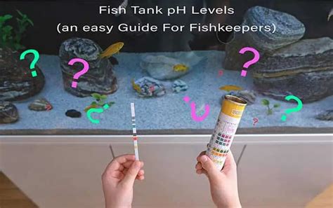 Fish Tank Ph Levels An Easy Guide For Fishkeepers Fish Keeping Academy