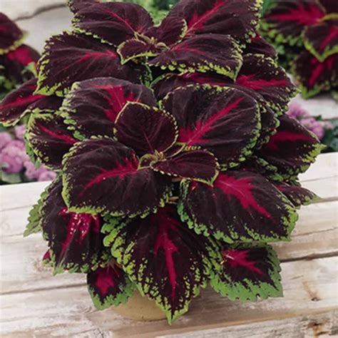 Kong Series Coleus Seeds Red 100 Seeds Ornamental And Decorative
