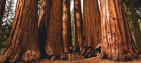 Sequoia National Park Cuddlynest Travel Blog