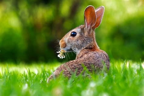 Close Up Of An Animal Eating Grass · Free Stock Photo