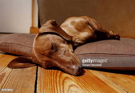 Dachshunds No People Photos And Premium High Res Pictures Getty Images