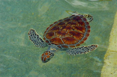 Beautiful Sea Turtle Photograph By Stacey Robinson
