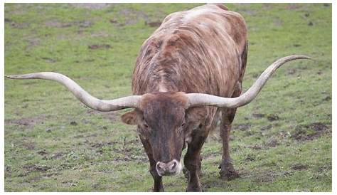 bull longhorn owners manual