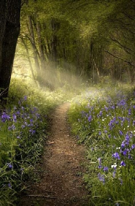 A Walk In The Woods Via Pin By Kenneth Anthony On My Shire Nature