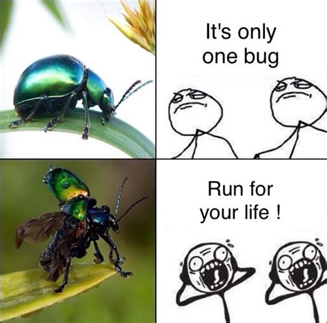 The Best Bugs Memes Memedroid