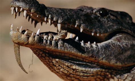 Зеленый крокодил 55 фото Описание вида Характеристики с фото