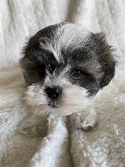 2.shih tzus do not shed less than most of other breeds, however they need daily brushing to maintain their healthy coat. Maltese/Shih-Tzu Puppy for sale - Petclassifieds.com