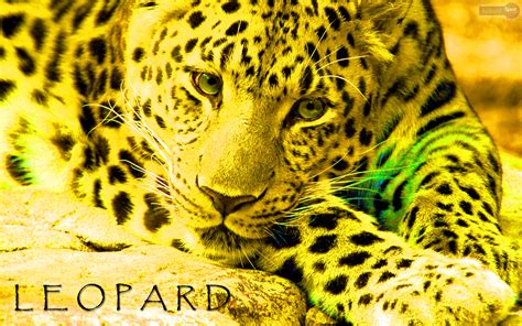 Leopard Wallpapers Animal Spot
