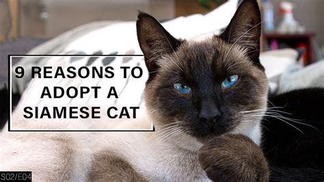 She has blue eyes, and white paws. 9 Reasons to Adopt a Siamese Cat! https://cstu.io/35de96 ...