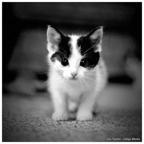 Items Similar To Animal Photography Black And White Kitten Photo On