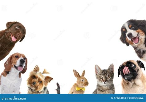 Set With Different Cute Pets On Background Stock Image Image Of