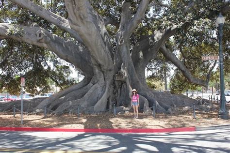 Enjoy The Beauty Of A 140 Year Old Fig Tree In Santa Barbara Which Is