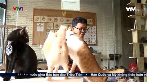 Cat Cafe In Jakarta - YouTube