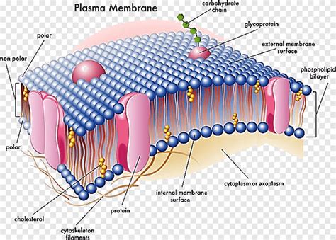 Free Download Cell Membrane Biological Membrane Nuclear Envelope
