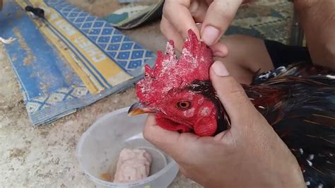 How to care for a sick chicken. របៀបព្យាបាលមាន់កេីតតាន/How to treat a sick chicken - YouTube