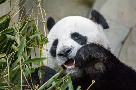 Giant Panda Bear Eating Bamboo Stock Image Image Of Park Animal