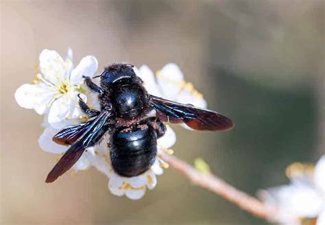 Learn More About Carpenter Bees Guardian Pest Control