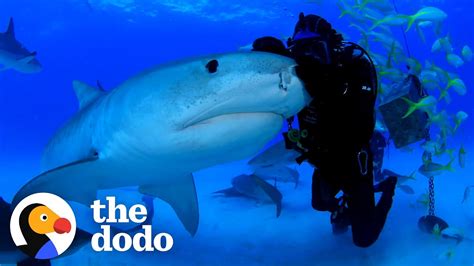 Man Has Been Friends With Tiger Shark For Over 22 Years The Dodo
