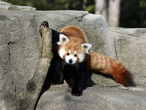 Michigan Zoo Introduces World To Its New Adorable Red Panda