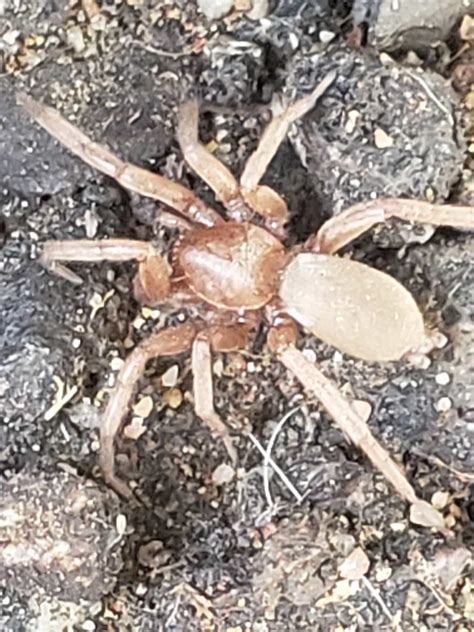 Overlooking grand junction from colorado nat'l monument. Unidentified spider in GRAND JUNCTION, Colorado United States