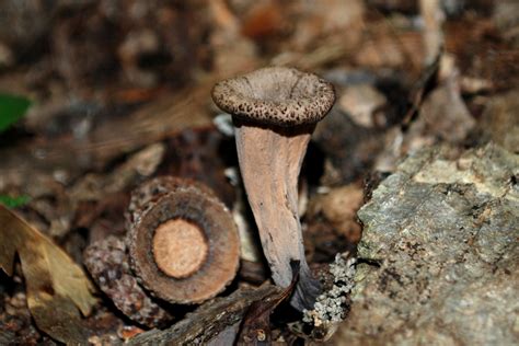 Decomposers are organisms that break down dead or decaying organisms and in doing so, carry out the natural process of decomposition. ||Decomposer in south american grassland ...