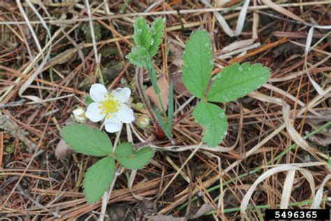 Wild Strawberry Virginia Strawberry Native Plants And Ecosystem Services
