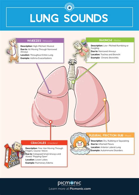 Use This Guide To Master The Must Know Lung Sounds For Nursing School
